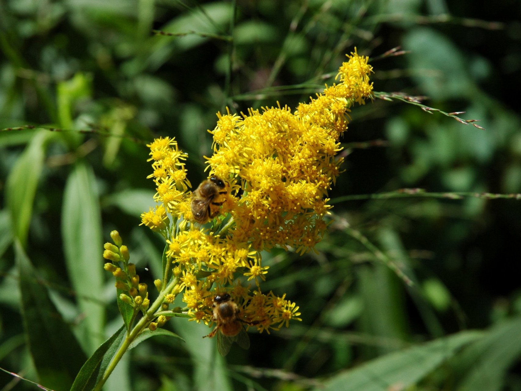 Solidago ma quale?